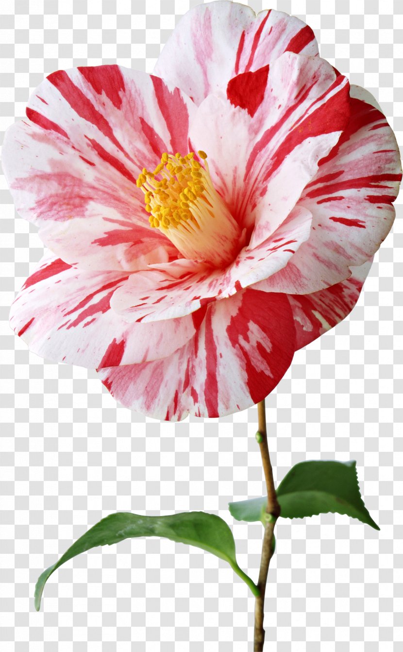 Japanese Camellia Flower STV - Nature - Flowers Transparent PNG