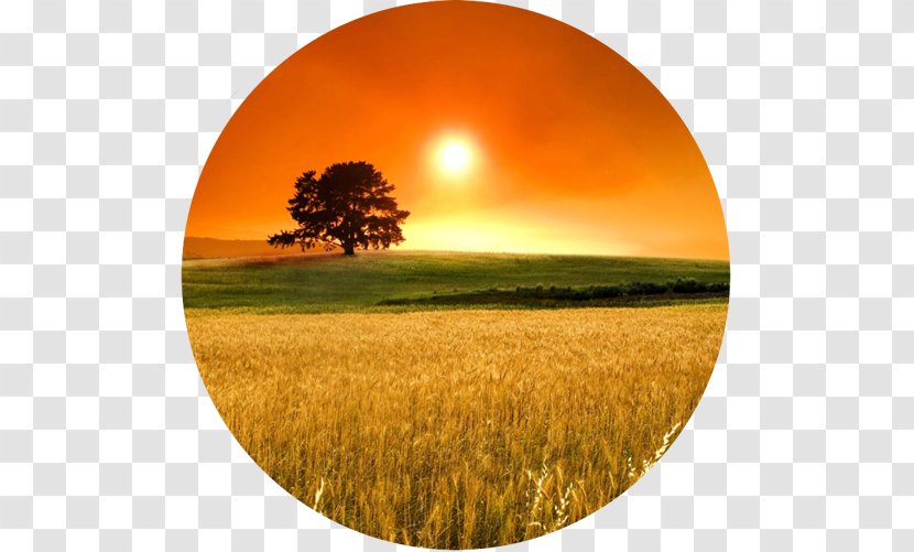 Desktop Wallpaper Sunset Morning Daytime Horizon - Grassland - Sunrise Transparent PNG