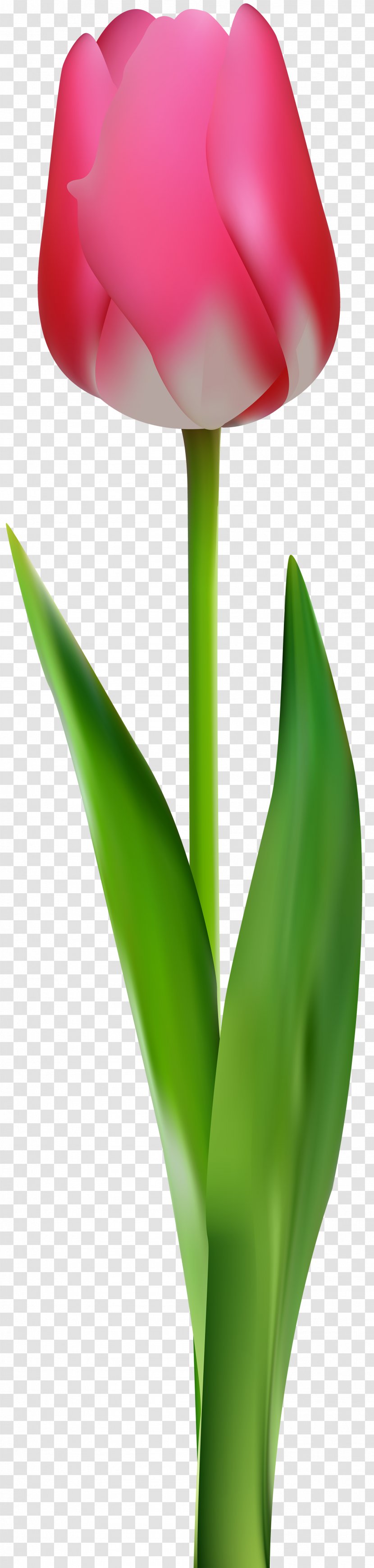 Flowering Plant Cut Flowers Tulip - Arum - Tulips Transparent PNG