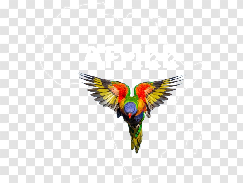 Parrot Bird Loriini Rainbow Lorikeet Pet - Eclectus - Hard Rock Dominican Republic Transparent PNG