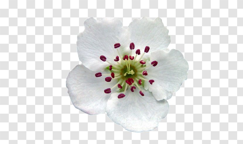 Pear Flower - Cherry Blossom - White Transparent PNG