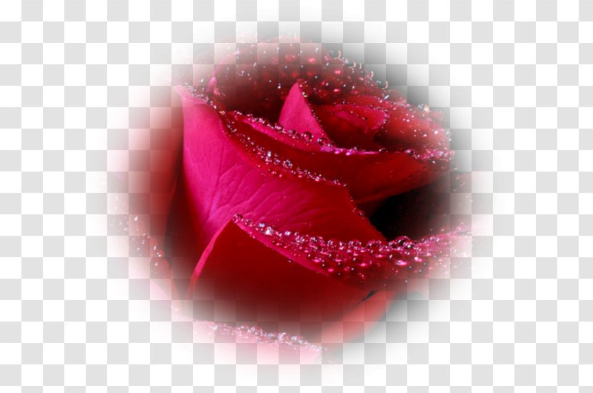 Rose Desktop Wallpaper Flower - Order Transparent PNG