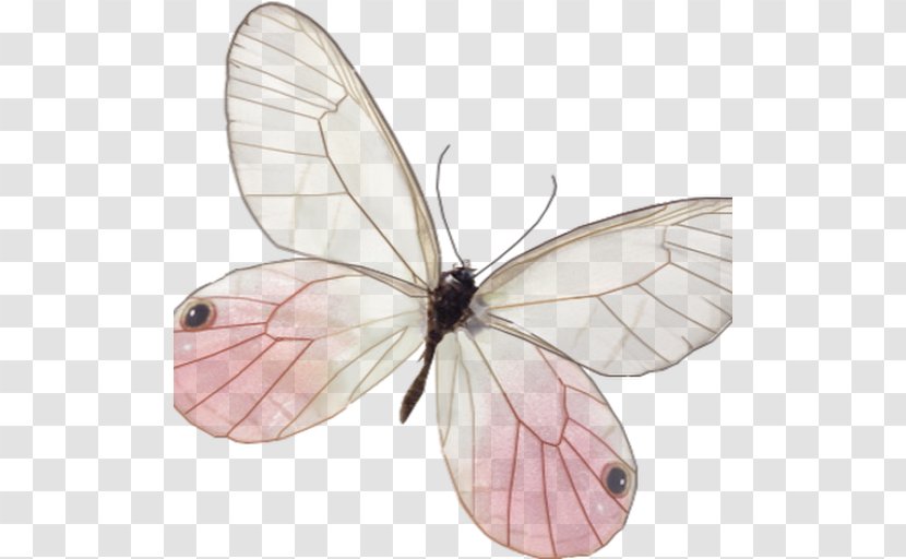 Butterfly Insect Wing Moth Clip Art Transparent PNG