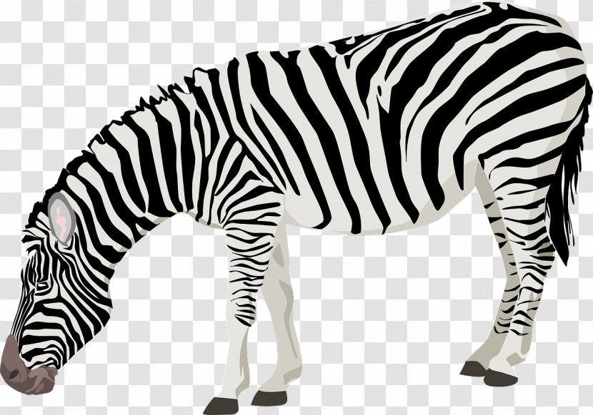 Zebra Clip Art - Terrestrial Animal - Greedy Transparent PNG