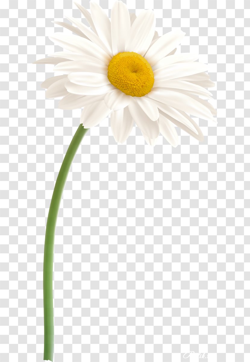 Daisy Family Oxeye Flower German Chamomile - Camomile Transparent PNG