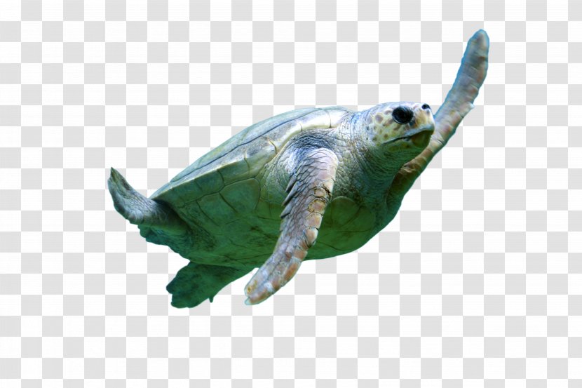 Sea Turtle Conservancy Reptile Green Transparent PNG