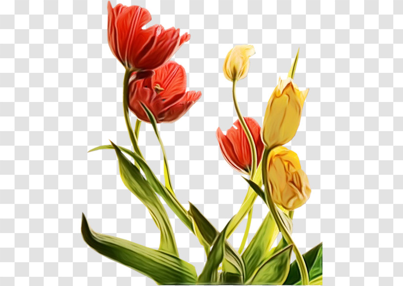 Flower Plant Tulip Petal Cut Flowers Transparent PNG