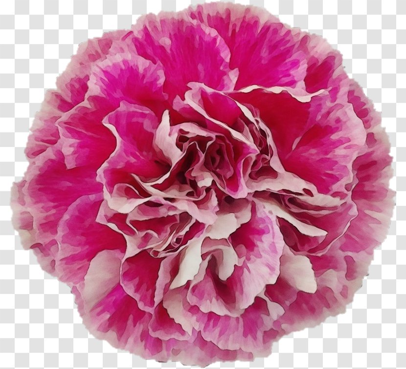 Flowers Background - Chinese Peony - Dianthus Magenta Transparent PNG
