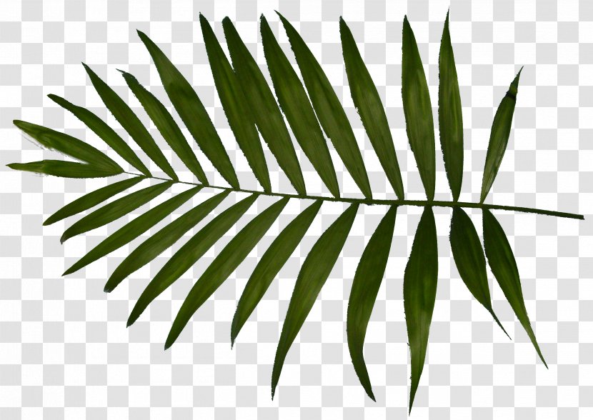 Download Text Clip Art - Palm Tree - Leaves Transparent PNG