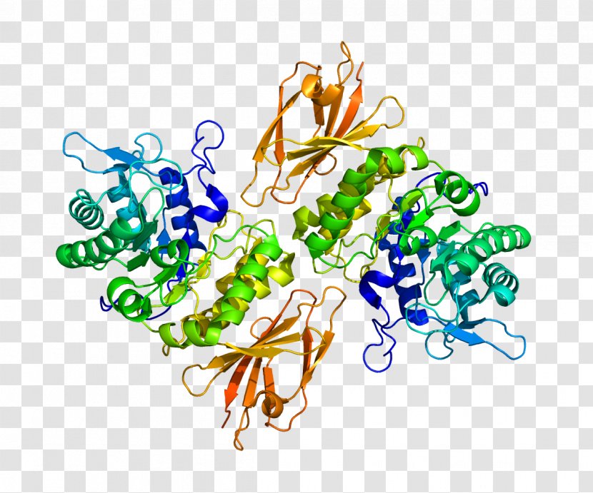 Schindler Disease Alpha-galactosidase Gene Beta-galactosidase Enzyme - Betagalactosidase - Biological Transparent PNG