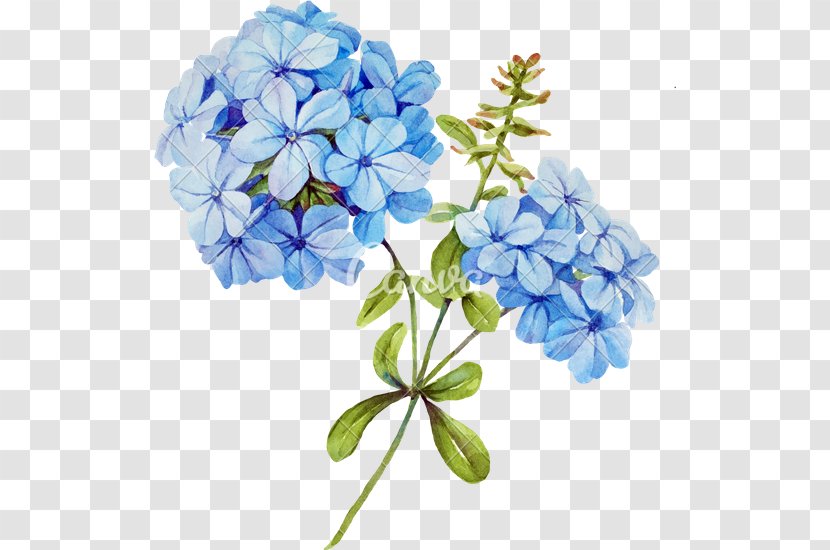 Flower Bouquet Blue Jasmine Stock Photography - Watercolor Painting - Jasmin Transparent PNG