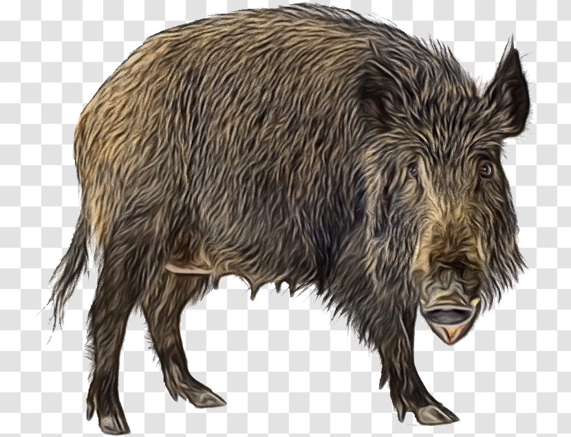 Wild Boar Peccary Cattle Mammal Fauna - Snout Transparent PNG