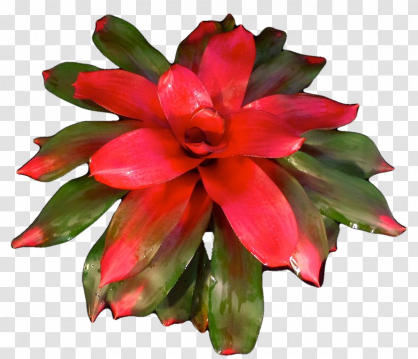 Cut Flowers Flowering Plant Annual Transparent PNG