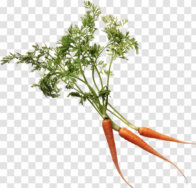 Carrot Clip Art - Herb - Picture Cartoon Transparent PNG