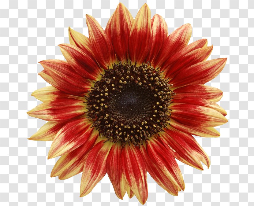 Common Sunflower Transvaal Daisy Banner Poster - Family - Flower Buds Transparent PNG