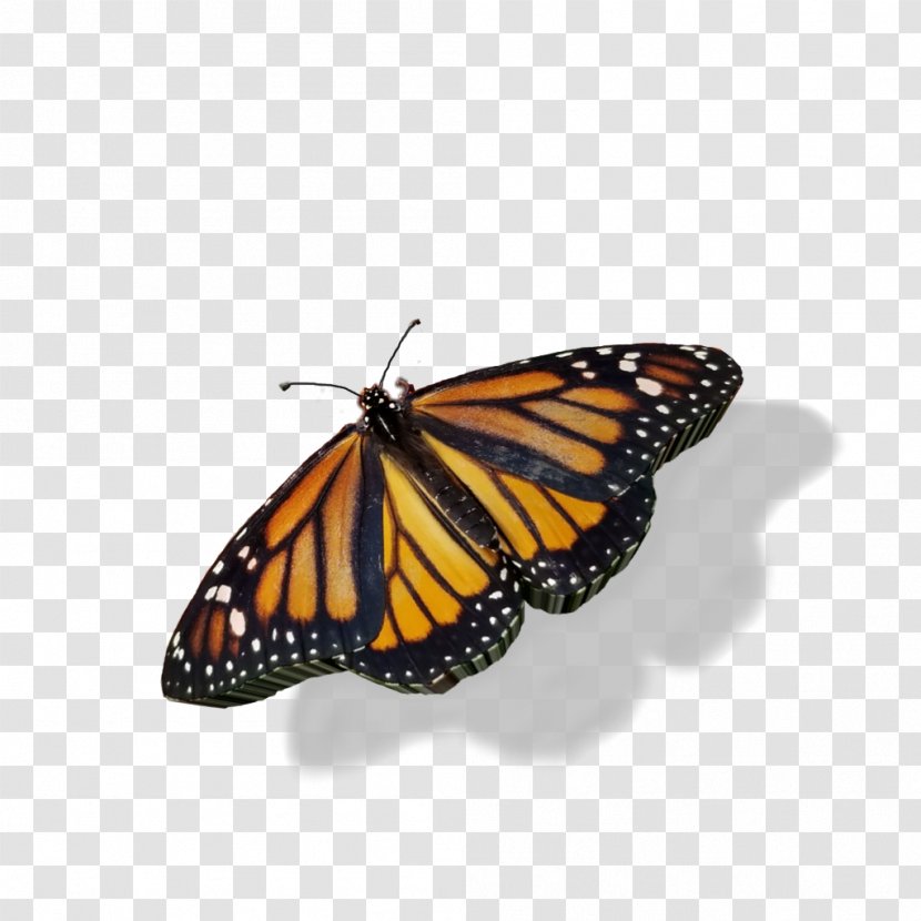 Monarch Butterfly - Viceroy - Queen Cynthia Subgenus Transparent PNG