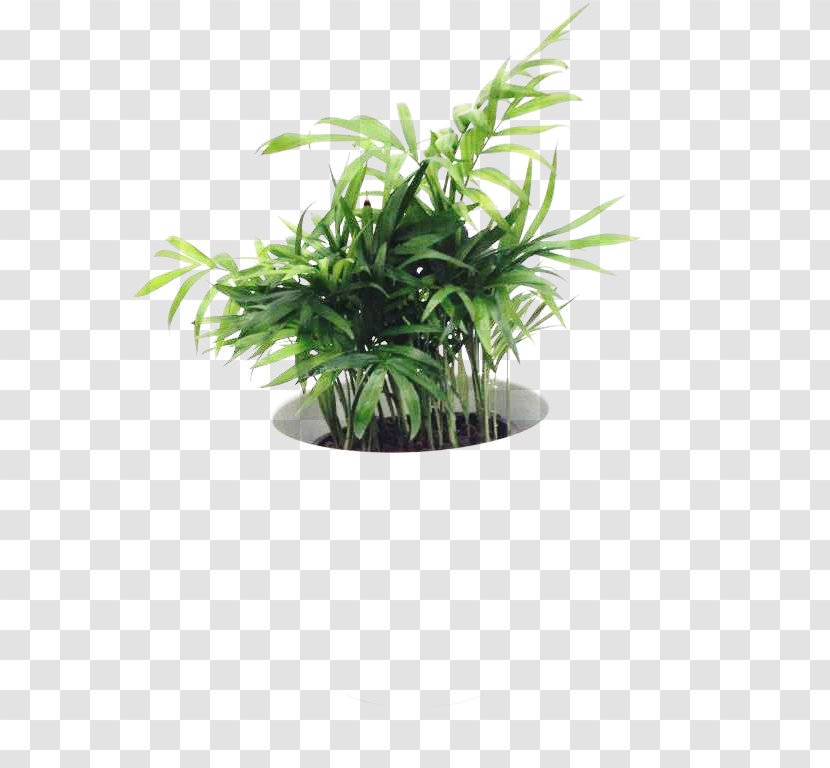 Flowerpot Houseplant Herb Tree Transparent PNG