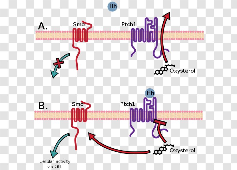 Patched Hedgehog Signaling Pathway PTCH1 Signal Transduction Cell - Watercolor - Prostate Gland Transparent PNG