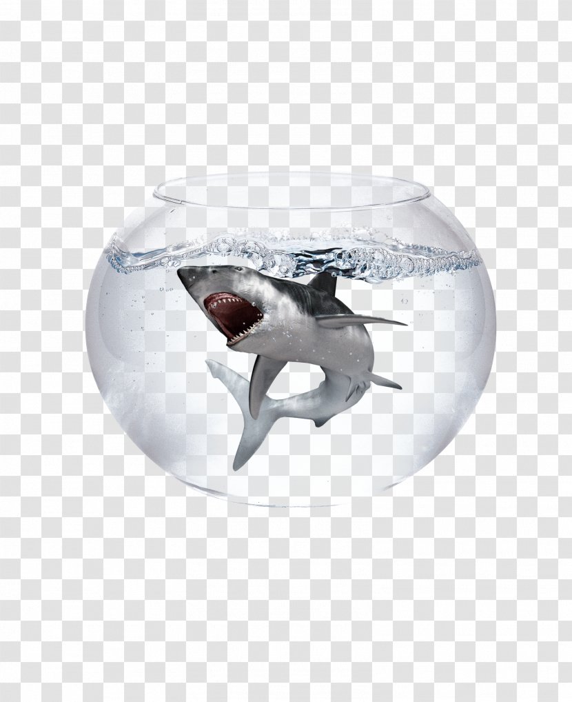 Caribbean Reef Shark Blacktip Goldfish Great White - Finning - Trapped In The Aquarium Of Sharks Transparent PNG