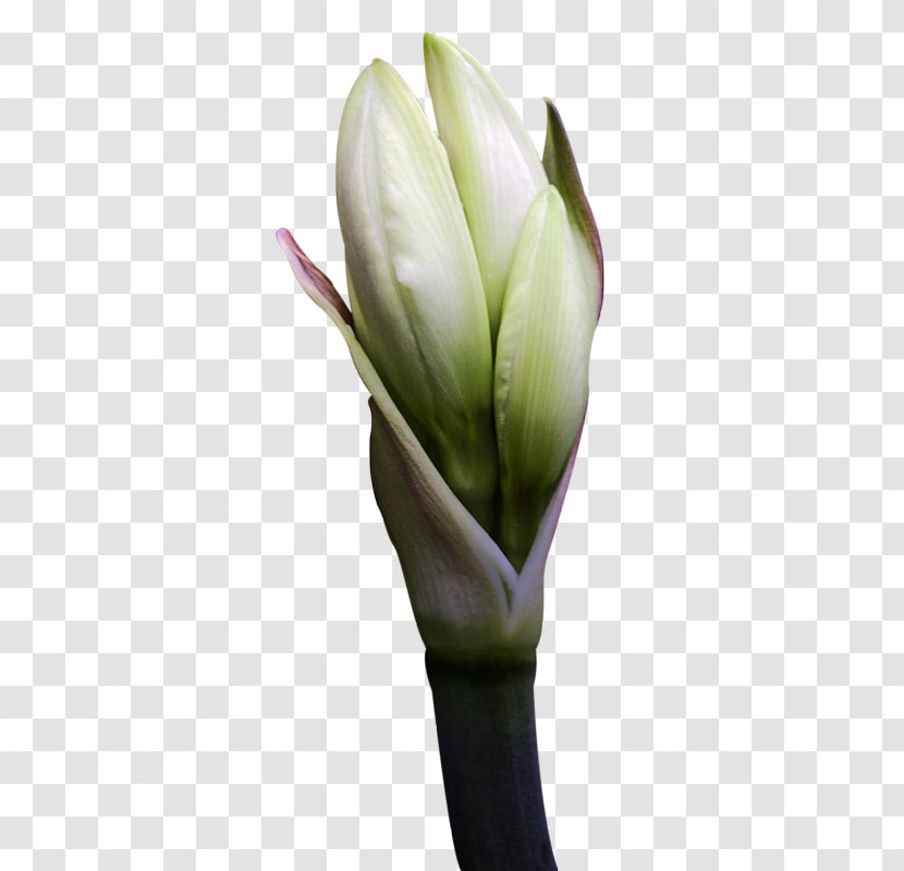 Flower Clip Art - Flowering Plant - Floral Pattern Transparent PNG