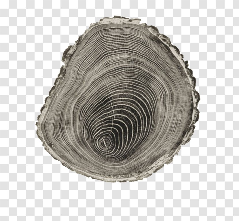 Woodcut Printmaking Artist Drawing - Tree - Stump Transparent PNG