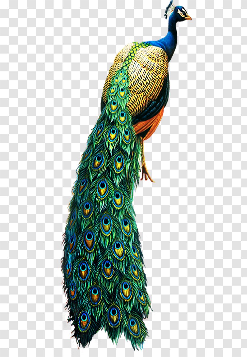 Asiatic Peafowl Bird Clip Art - Galliformes - Peacock Transparent PNG