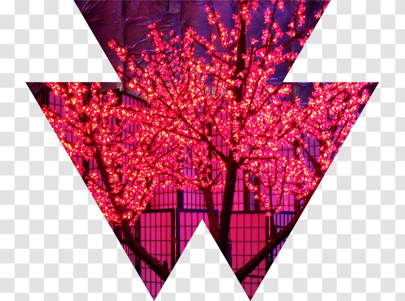 Wizard Connection Cherry Blossom Event Management Light - Wedding - Illuminated Lights Transparent PNG
