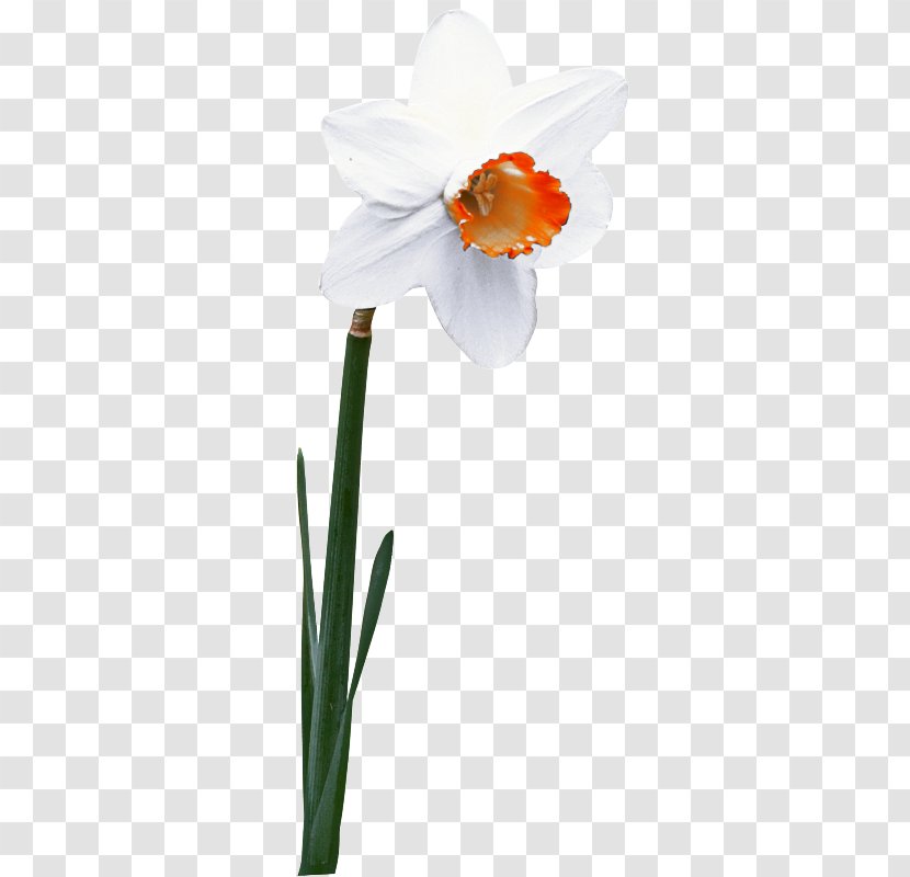 Flowers Background - Flower - Iris Pedicel Transparent PNG