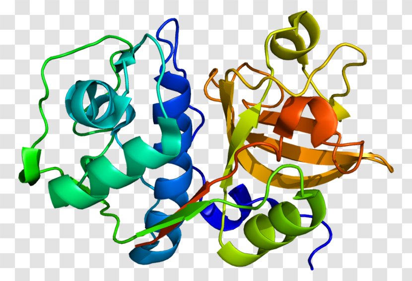 Cathepsin S Organism Protein Protease - B Transparent PNG
