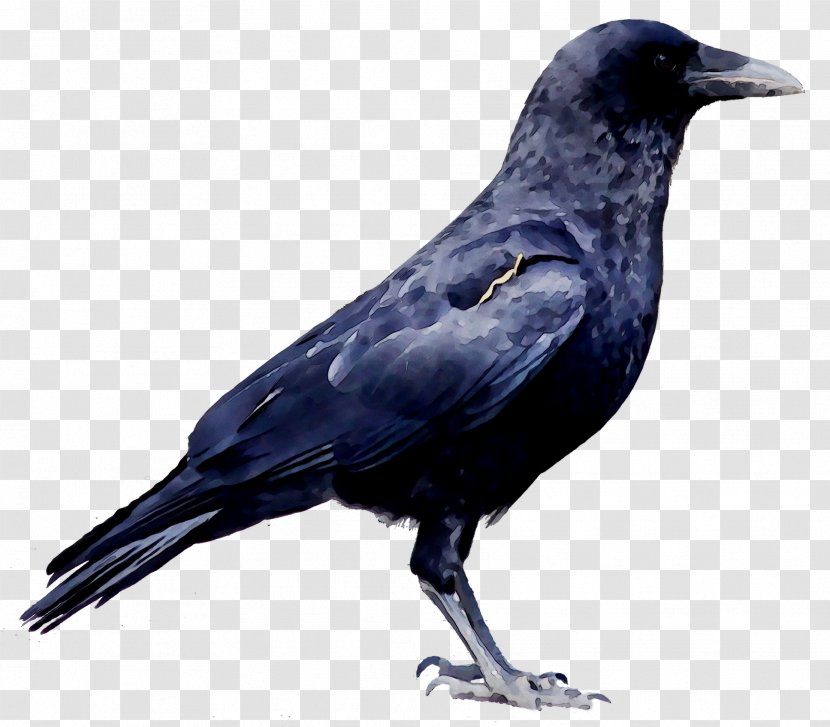 Clip Art Image Crow Transparency - Crowlike Bird - Vertebrate Transparent PNG