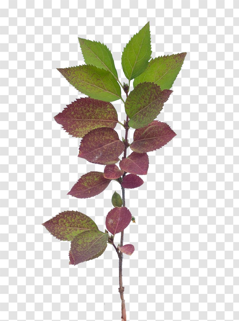 Twig Vegetation Leaf OpenGameArt.org Plant - Licence Cc0 Transparent PNG