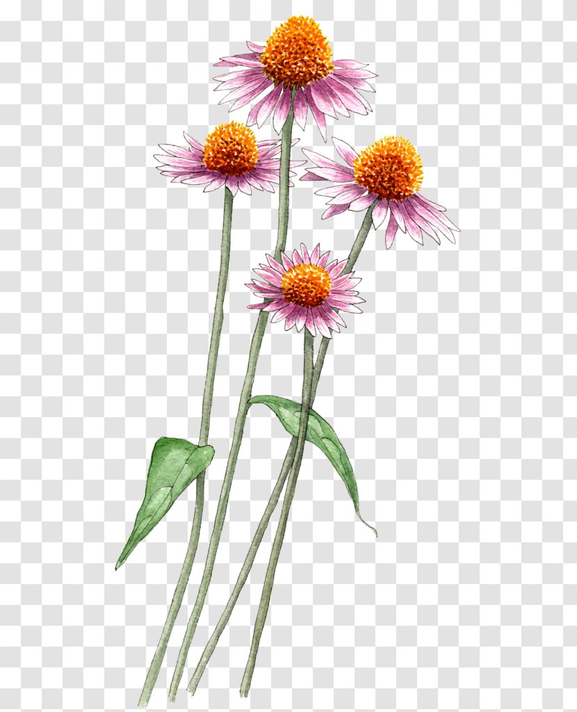 Common Daisy Family Aster Plants Transparent PNG