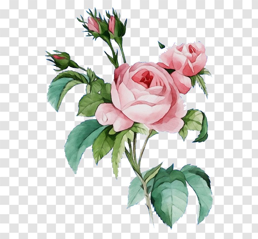Garden Roses - Cut Flowers - Petal Rose Family Transparent PNG