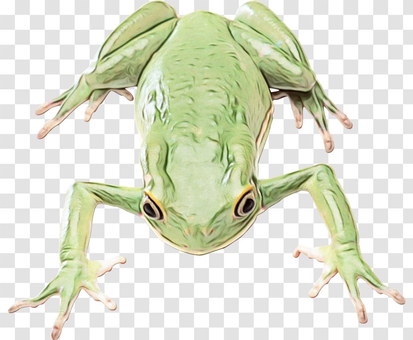 True Frog Amphibians Edible - Toad Transparent PNG