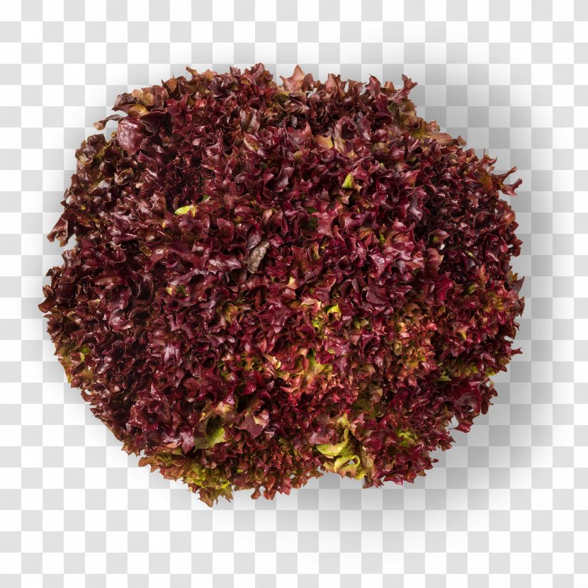 Color Earl Grey Tea Wine Purple Leaf - Lollo Rosso Transparent PNG