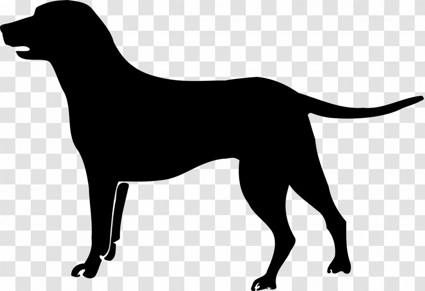 Labrador Retriever Puppy Poodle Golden Havanese Dog - Mammal - Vizsla Transparent PNG