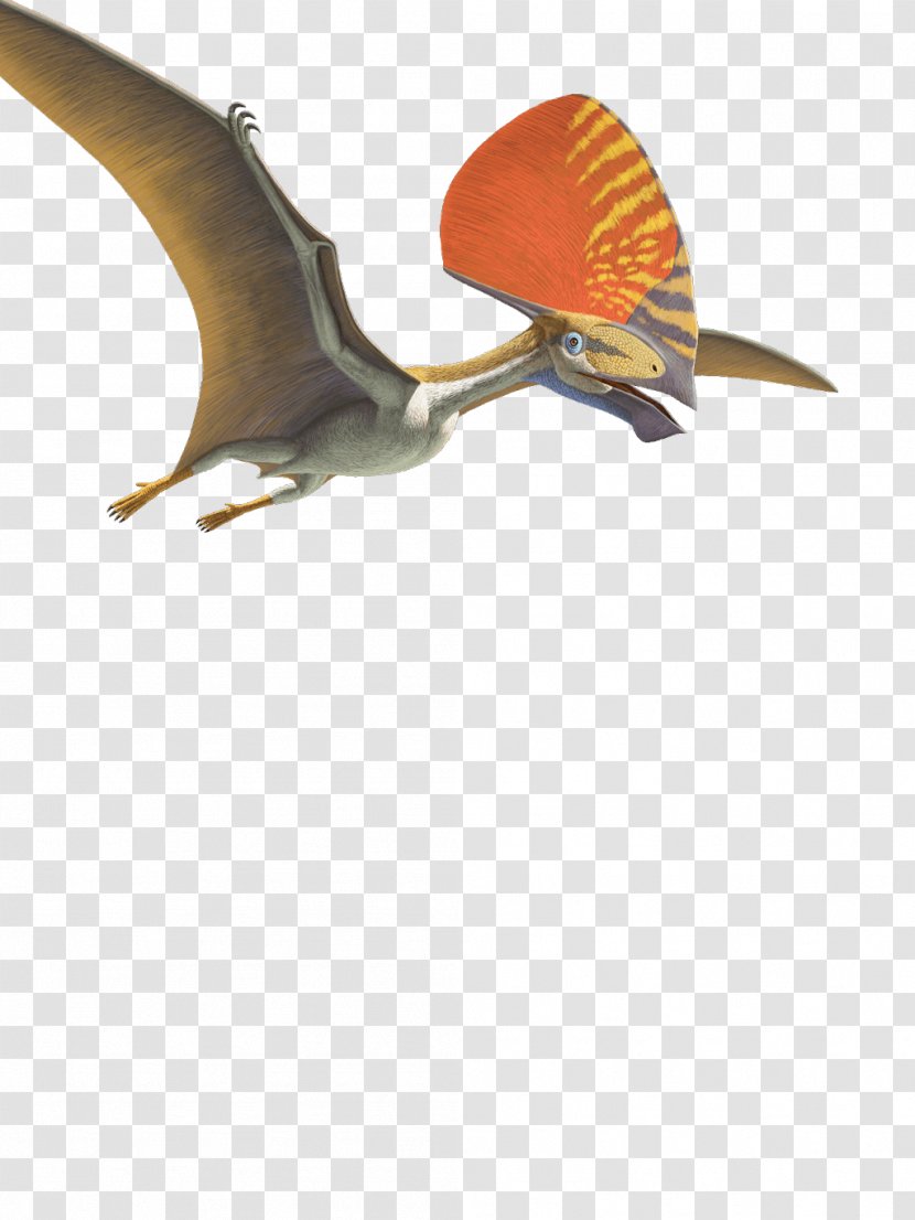 Tupandactylus Pteranodon Pterosaurs Flying Reptiles Pterodaustro - Flies Transparent PNG