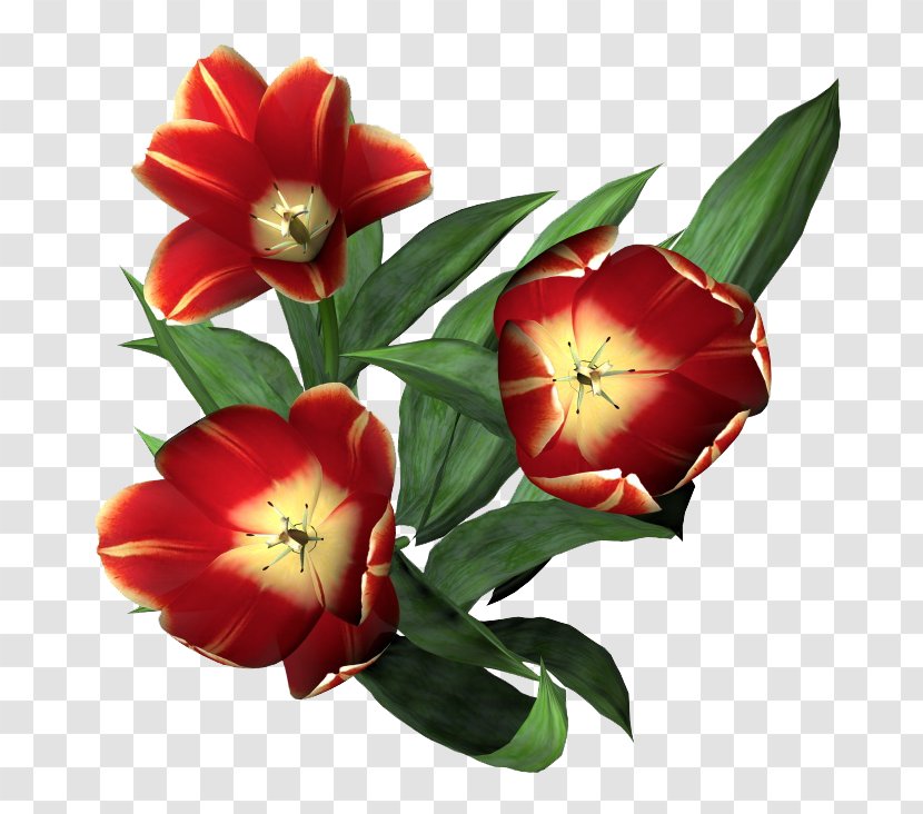 Tulip Flower Floral Design Clip Art - Plant - Red Tulips Transparent PNG