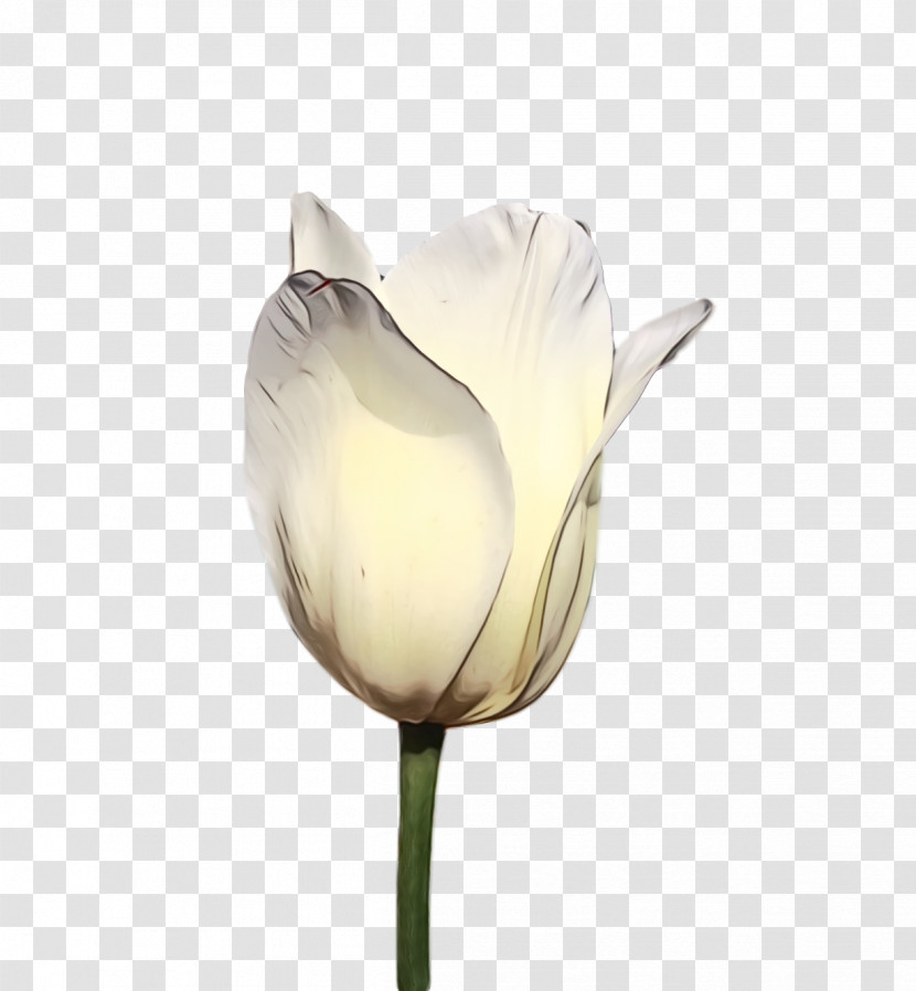 White Tulip Flower Petal Plant Transparent PNG