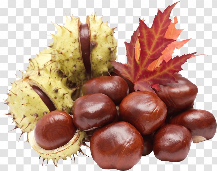 Chestnut Hickory Tanning Material Nuts Fruit Crops - Mozartkugel Transparent PNG