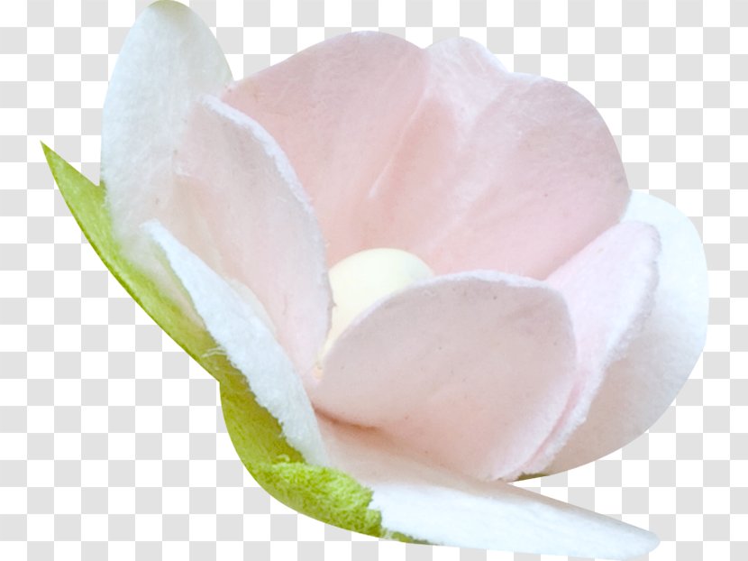 Peach - Flower Collage Transparent PNG