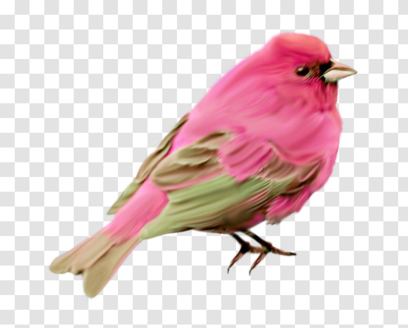 Bird Finch Clip Art - Blood Transparent PNG