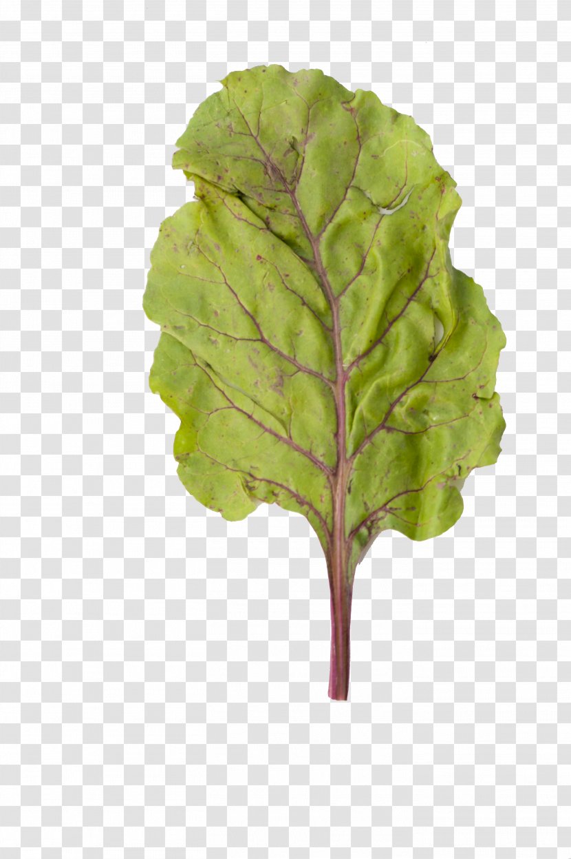 Leaf Common Beet Photosynthesis Plant Chard - Petiole Transparent PNG