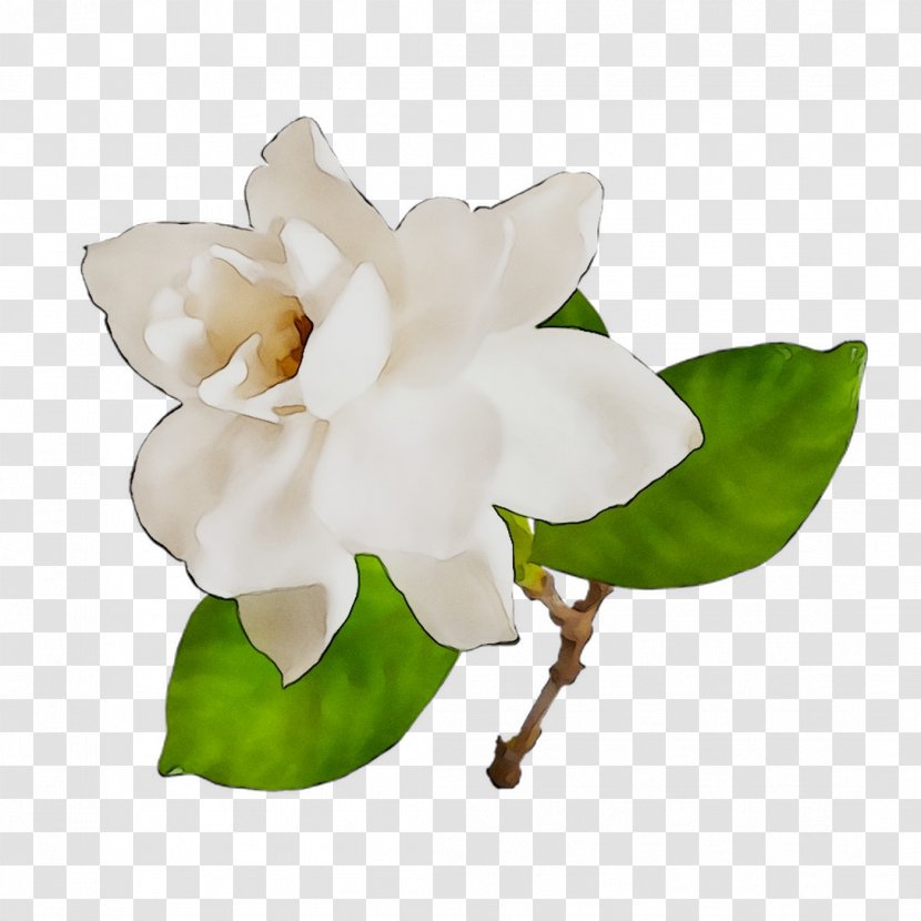 Cape Jasmine Image Vector Graphics Gardenia Thunbergia Stock Photography - Blossom Transparent PNG