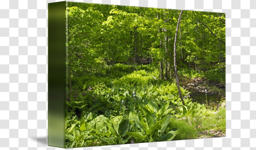 Biome Vegetation Woodland Flora Nature Reserve - Groundcover - Summer Landscape Transparent PNG