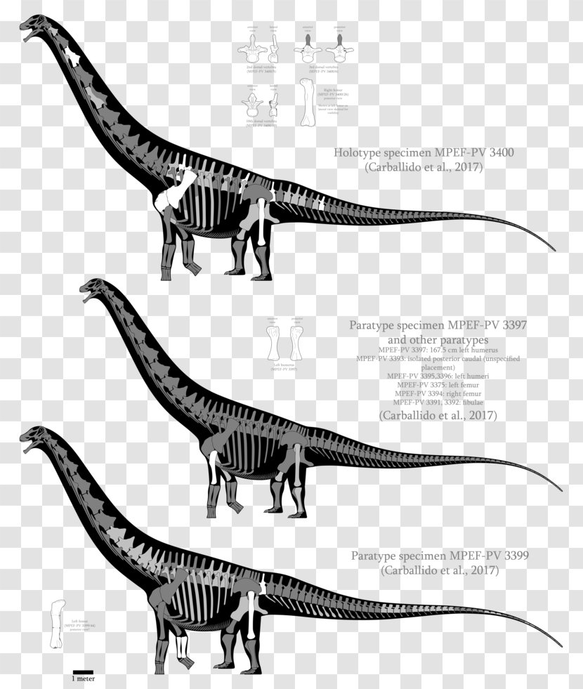 Patagotitan Velociraptor Dinosaur Size Argentinosaurus Malawisaurus Transparent PNG