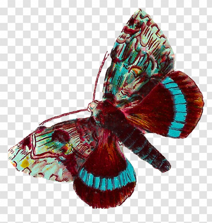 Butterfly Moth Art Clip - Antique Transparent PNG