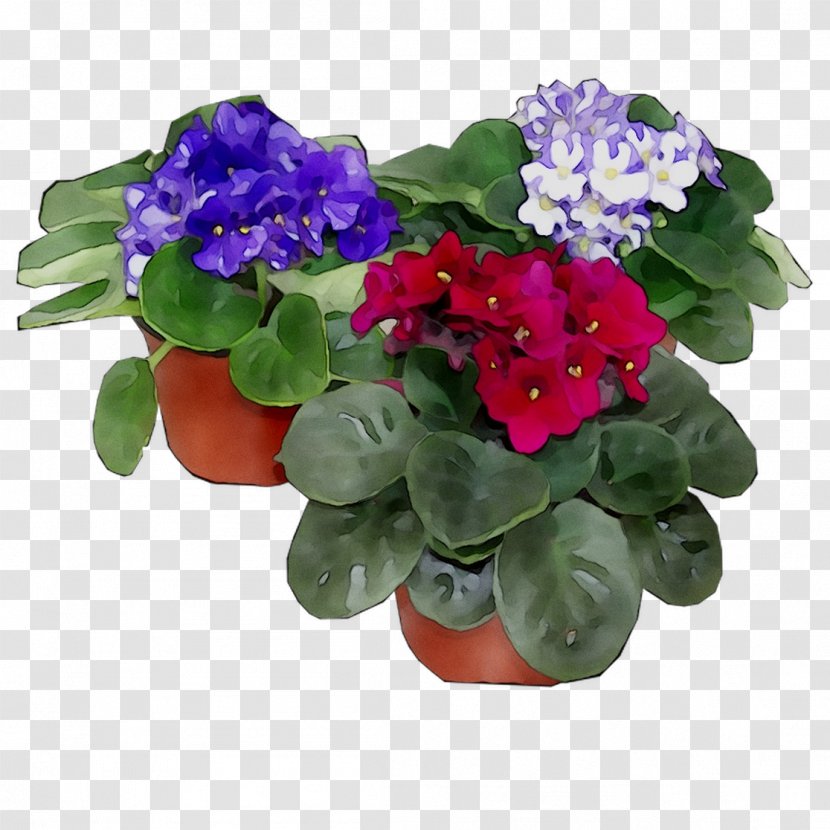Flowerpot Annual Plant Herbaceous Houseplant Cut Flowers - Geranium - Violet Family Transparent PNG