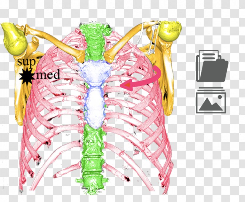 Sternoclavicular Joint Arthrology Shoulder Girdle Clavicle Anatomy - Heart - Watercolor Transparent PNG