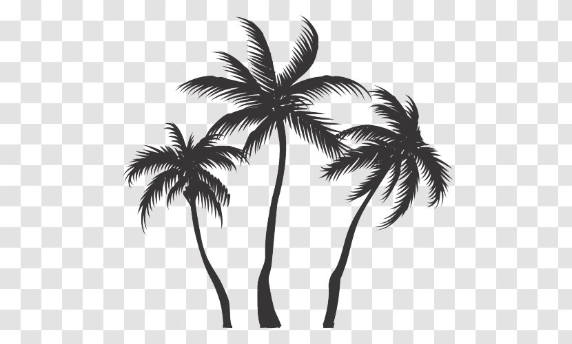 Coconut Vector Graphics Clip Art Asian Palmyra Palm - Plant Transparent PNG